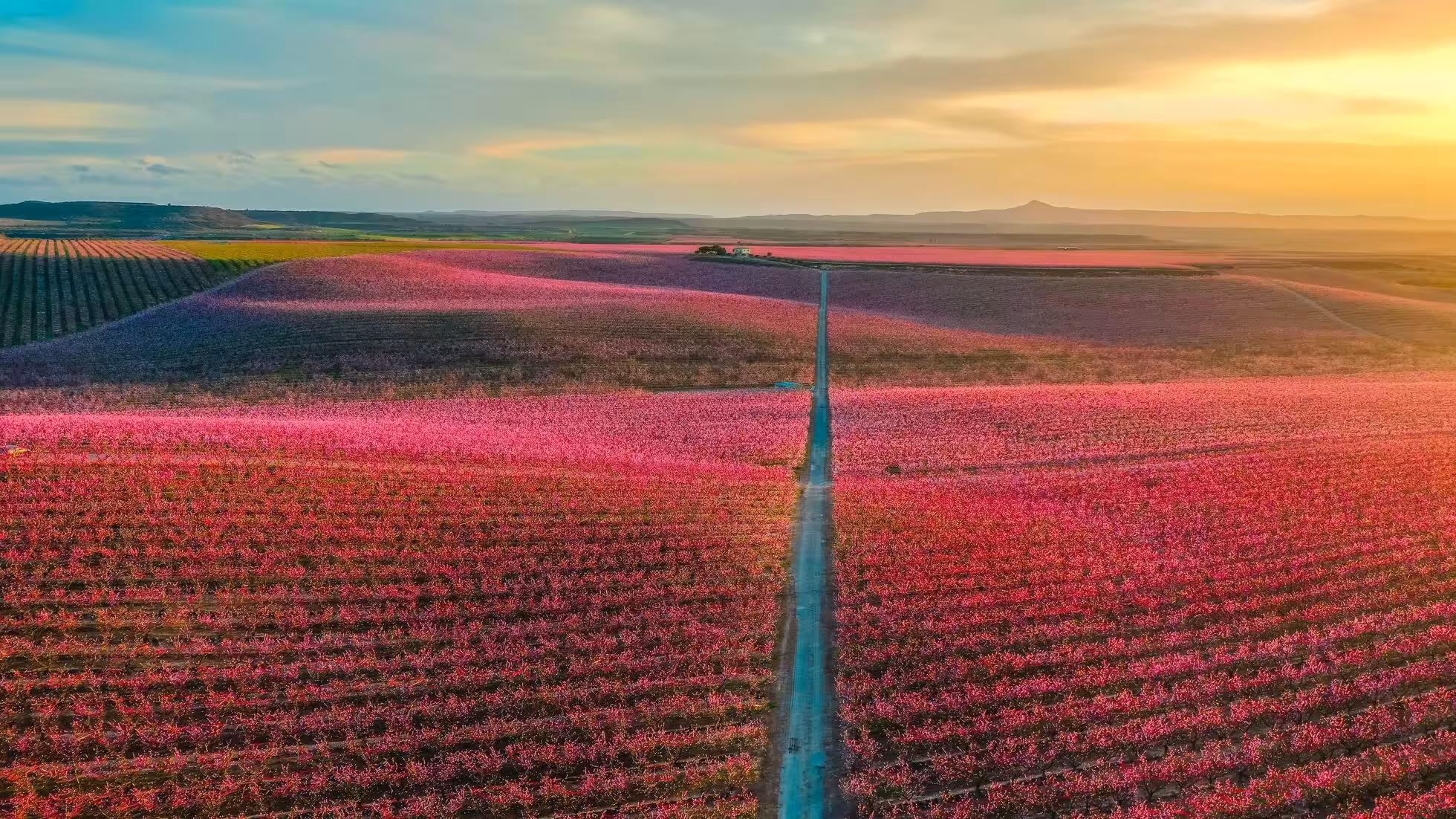 iDiMi-稻田里的玛丽莲梦露