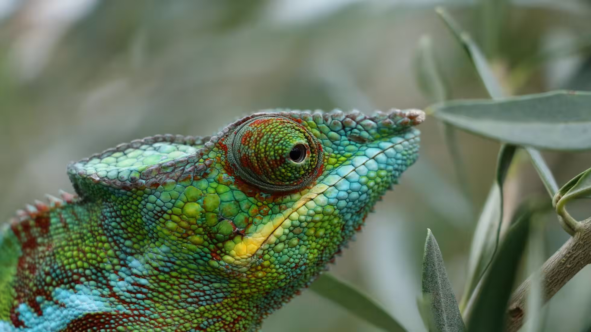 iDiMi-3年後、失業に直面するかもしれない—準備はできていますか？