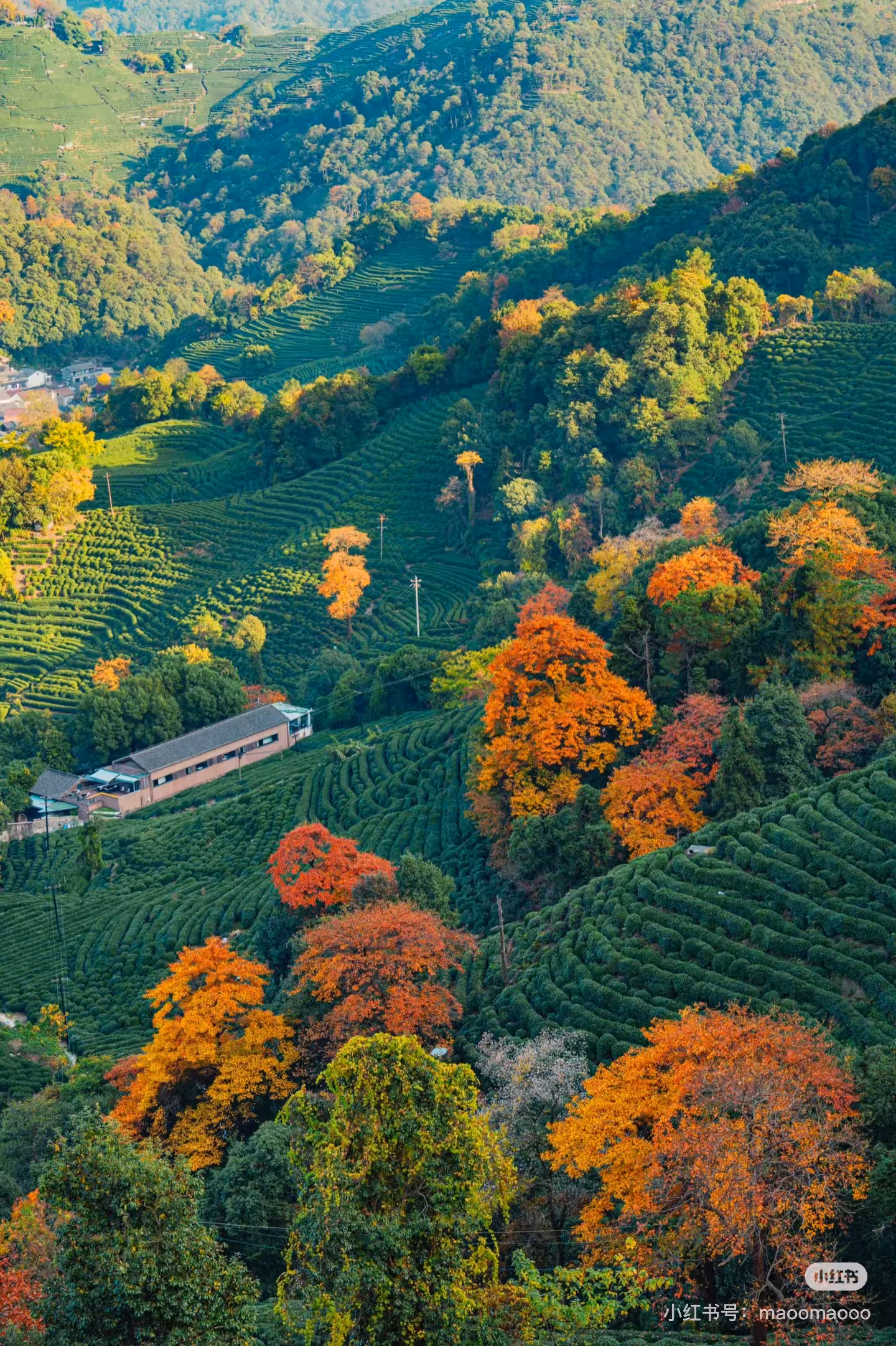 DiMi – 龍塢茶鎮の秋（杭州）