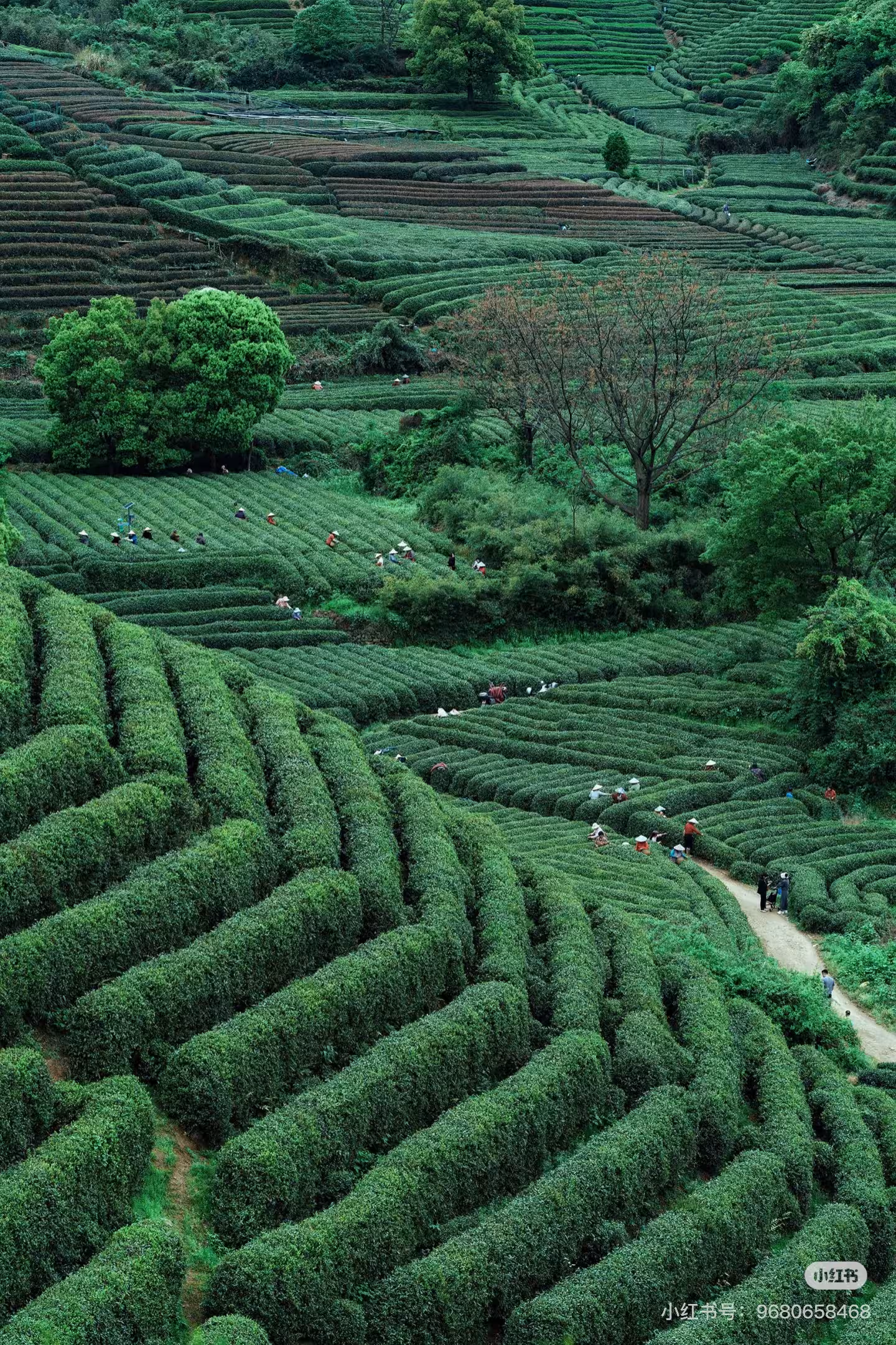 DiMi – 龍塢茶鎮の春（杭州）